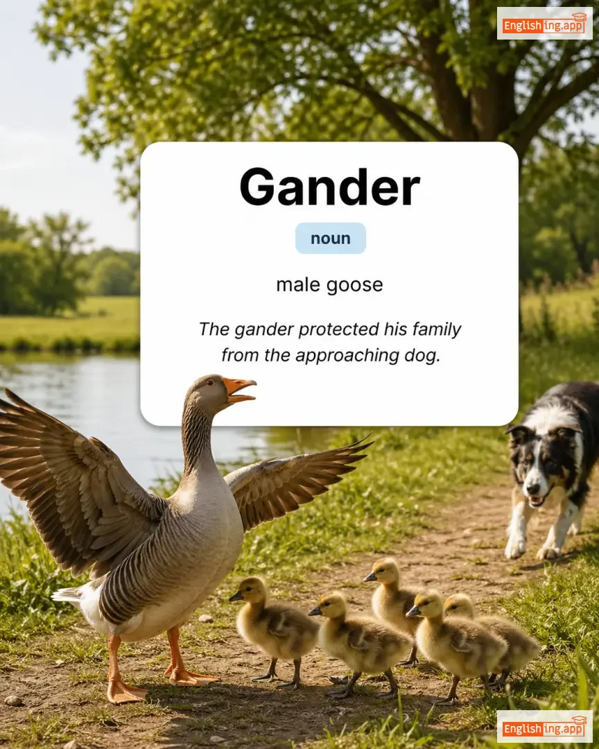 Gander definition card — visual illustration of the meaning