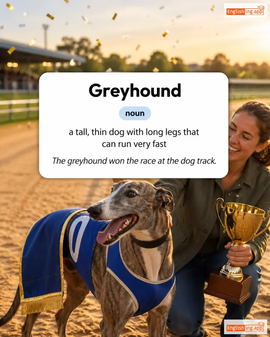 Greyhound definition card — visual illustration of the meaning