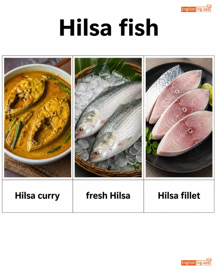 Hilsa fish definition card — visual illustration of the meaning