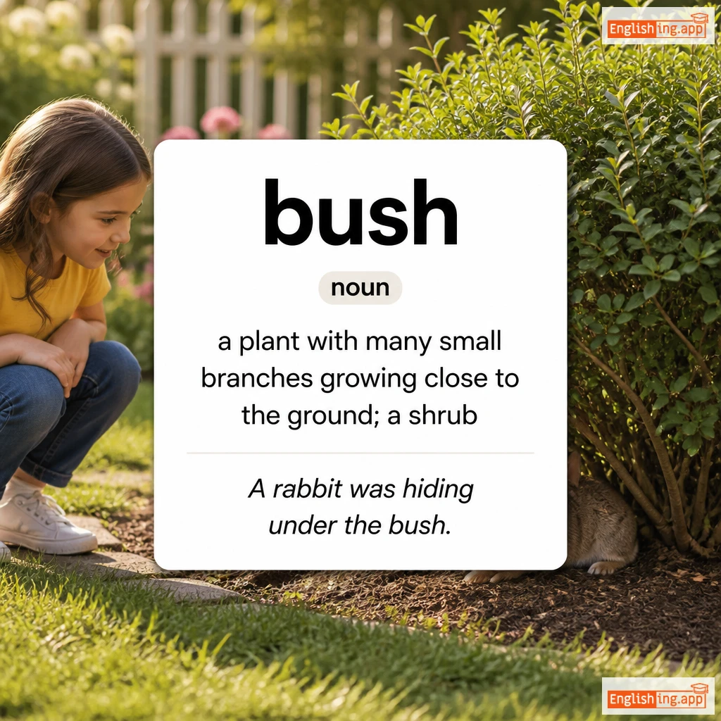 bush definition card — visual illustration of the meaning