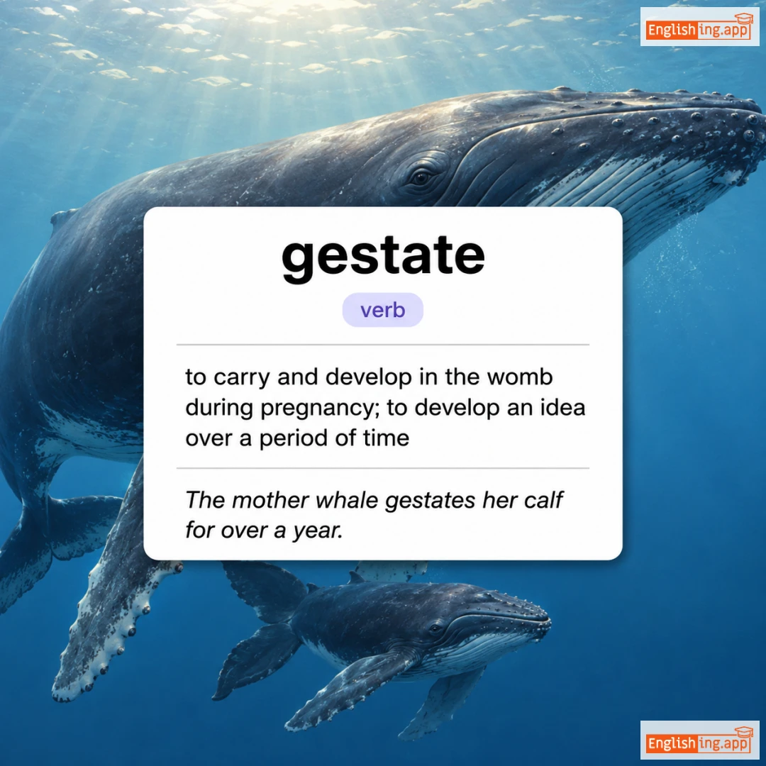 gestate definition card — visual illustration of the meaning