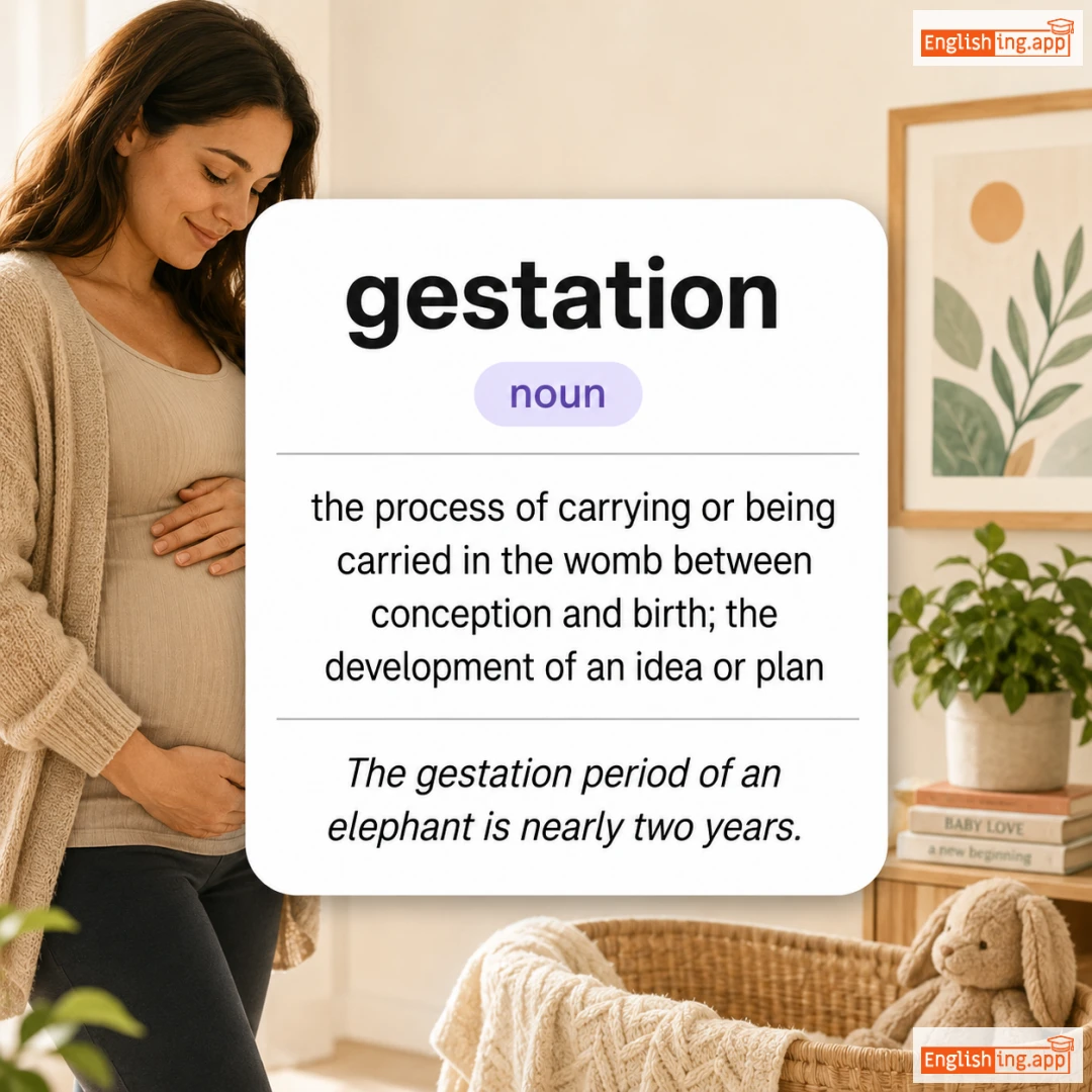 gestation definition card — visual illustration of the meaning